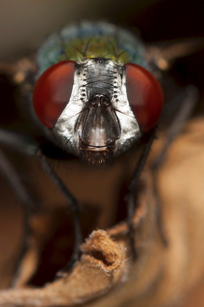 Fly (Diptera) (true flies), North West Bulgaria, EuropeOrder Diptera (True flies)