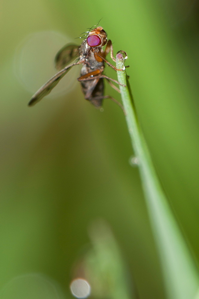 Fly (Diptera) (true flies), Bettel, Luxembourg, EuropeOrder Diptera