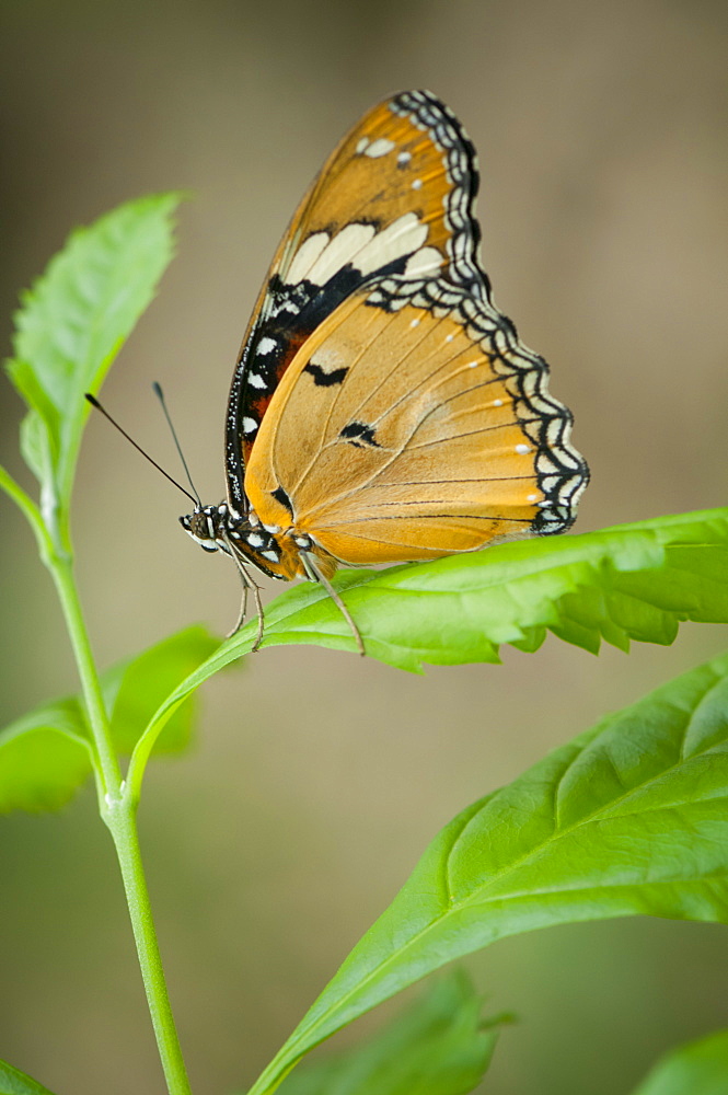 Exotic butterfly (Rhopalocera), Grevenmacher Butterfly Garden, Luxembourg, Europe