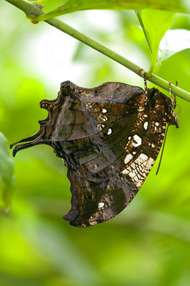 Exotic butterfly (Rhopalocera), Grevenmacher Butterfly Garden, Luxembourg, Europe