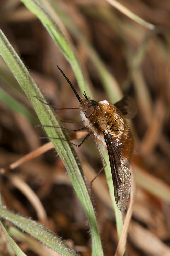 Bee fly (Bombyliidae), Bettel, Luxembourg, EuropeOrder Diptera (true flies);Sub-order Brachycera