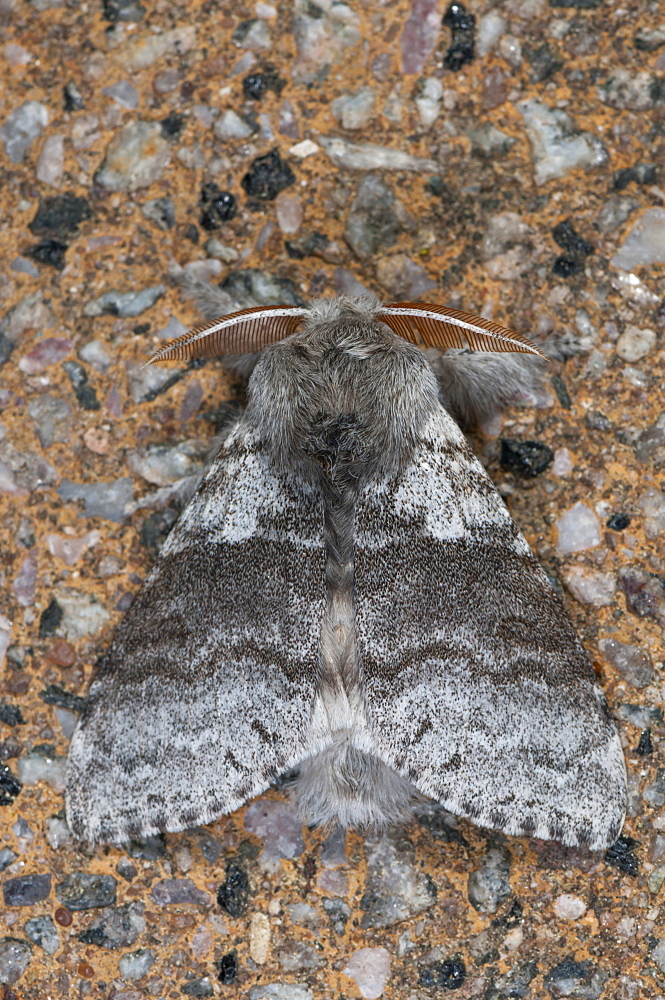 Pale tussock moth (Calliteara pudibunda) (Dasychira pudibunda), Bettel, Luxembourg, EuropeFamily Lymantriidae