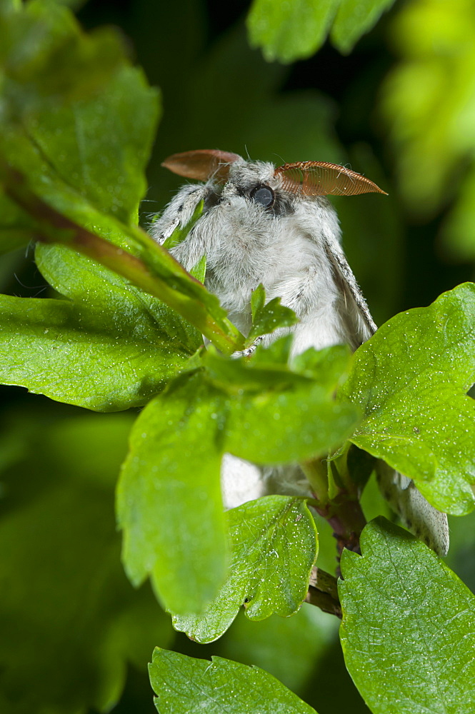 Pale tussock moth (Calliteara pudibunda) (Dasychira pudibunda) (Orgyiinae), Bettel, Luxembourg, EuropeFamily Lymantriidae