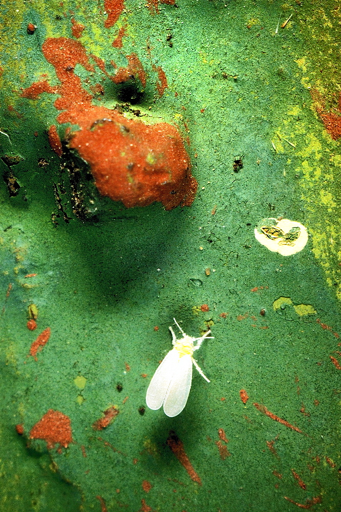 Greenhouse whitefly (Trialeurodes vaporariorum);North West Bulgaria;Europe