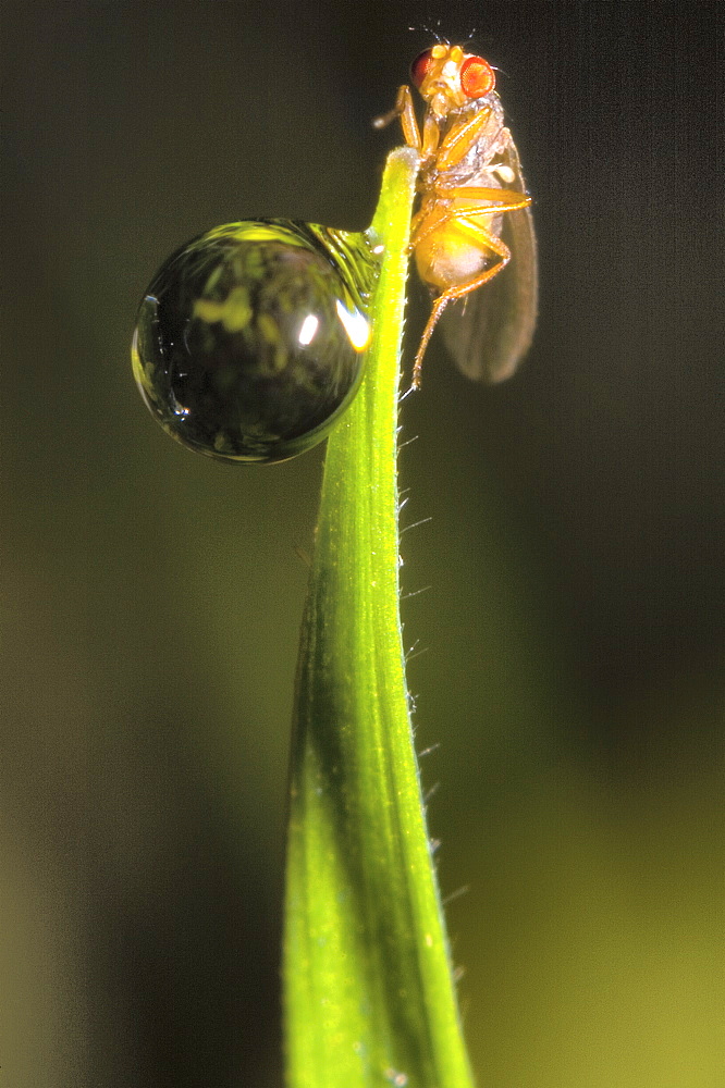 Red eyed fruit fly (Drosophila sp);North West Bulgaria;Europe