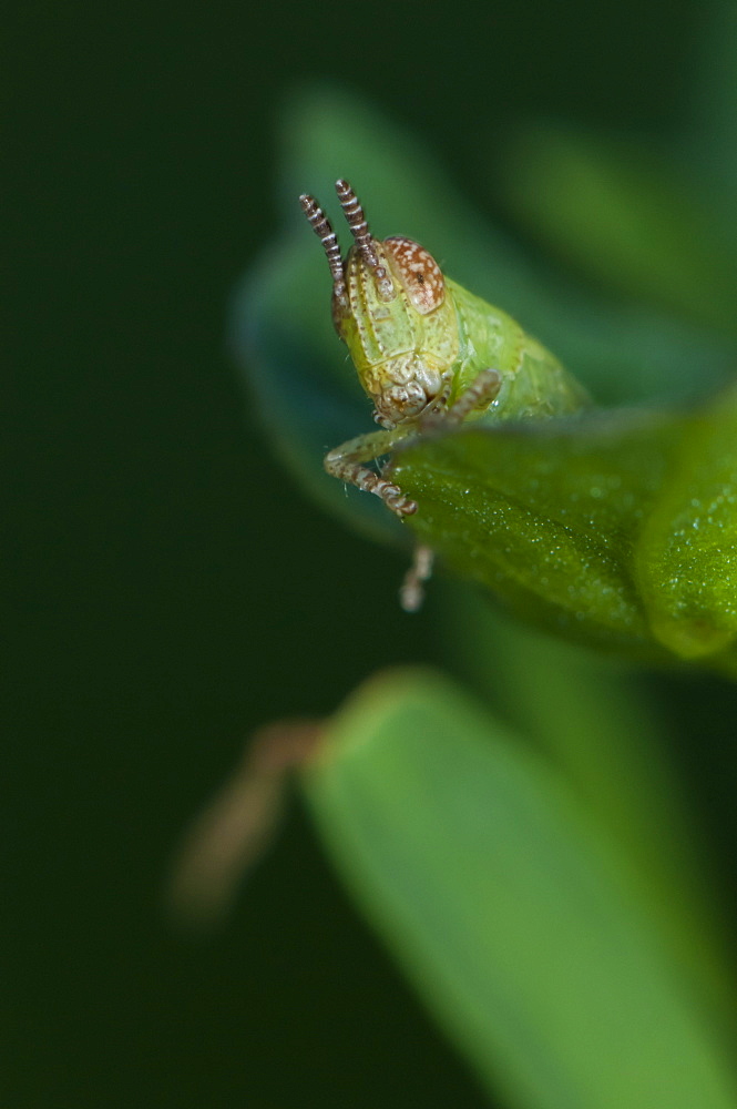 Grasshopper or cricket (Orthoptera) (Ensifera), North West Bulgaria, Europe