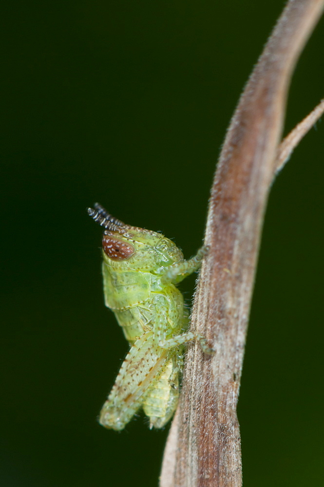 Grasshopper or cricket (Orthoptera) (Ensifera), North West Bulgaria, Europe