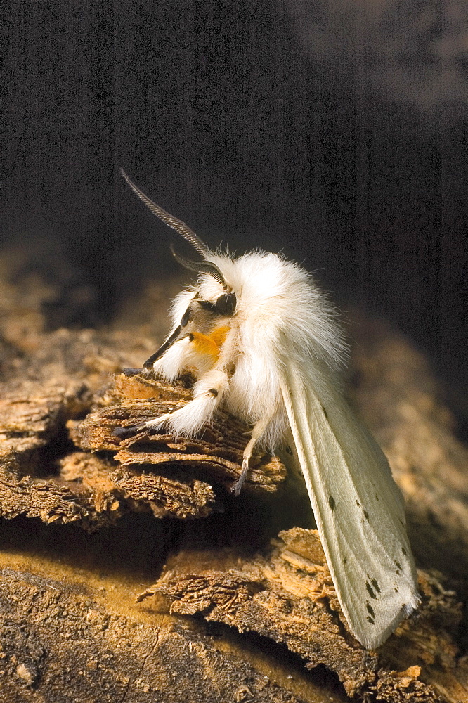 White Ermine (Spilosoma lubricipeda);North West Bulgaria;Europe