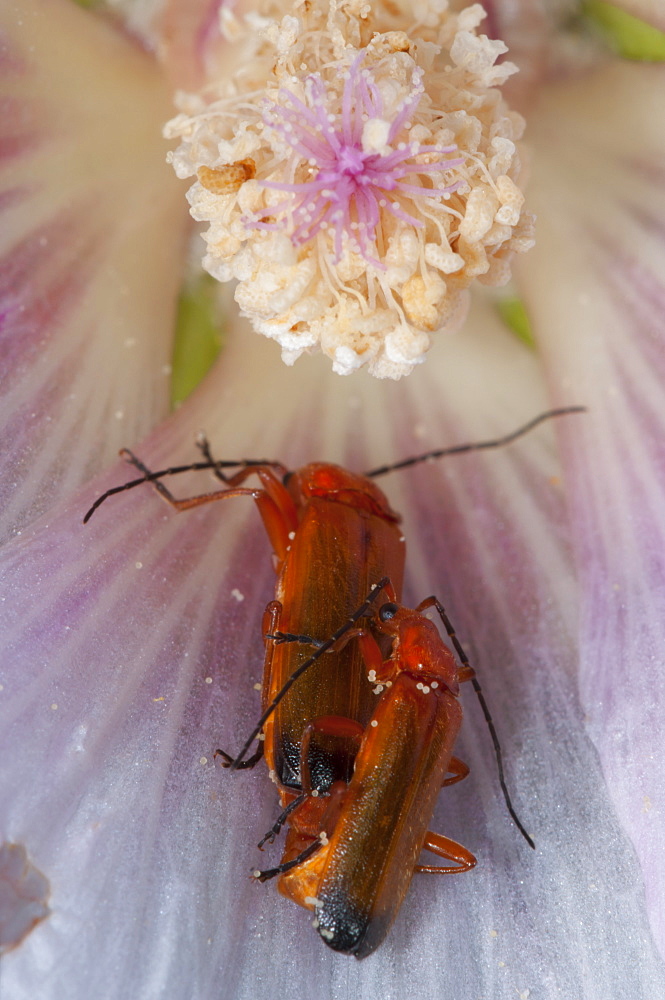 Soldier beetles (Cantharis rustica), North West Bulgaria, Europe