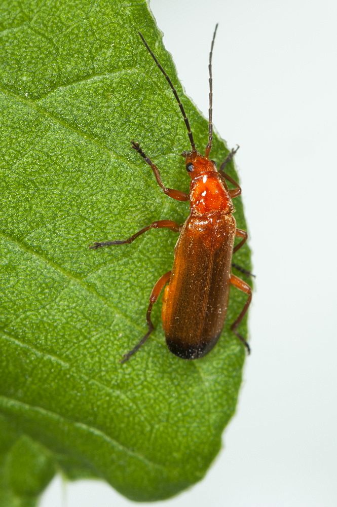 Soldier beetle (Cantharis rustica), South West Bulgaria, Europe