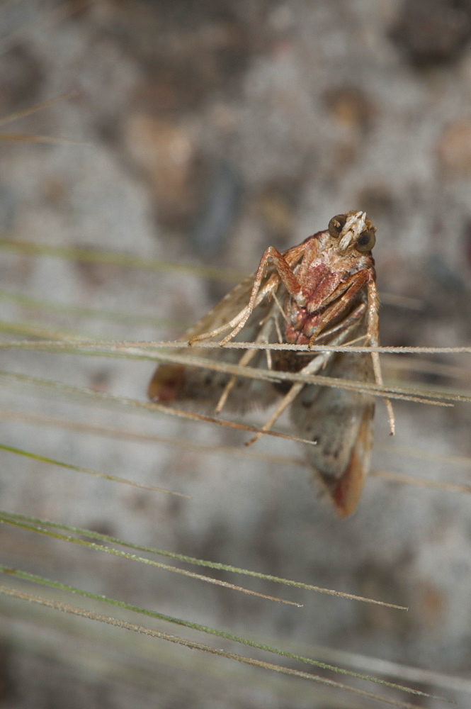 Moth (Heterocera), North West Bulgaria, Europe