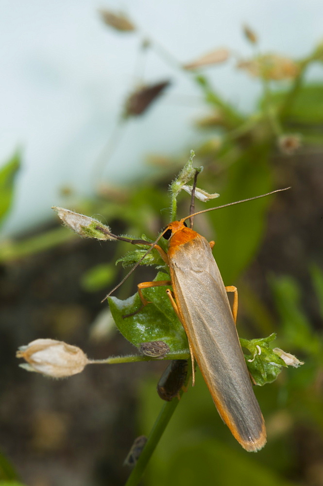 Scarce footman (Eilema complana), North West Bulgaria, EuropeFamily Arctiidae;Sub family Lithosiinae