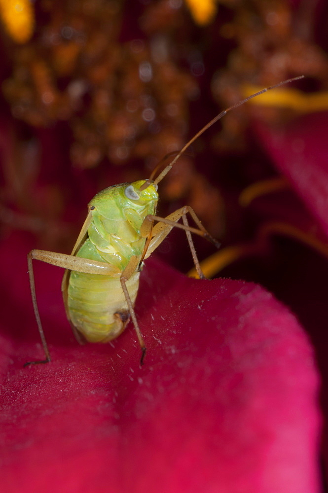 Capsid (Plant bug) (Mirid bug) (Miridae), North West Bulgaria, EuropeOrder Coleoptera