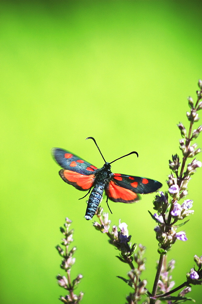 Five-Spot Burnet (Zygaena trifolii);Rhodopi Mountains;Bulgaria;Europe