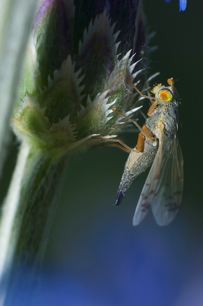 Fly (Diptera) (true flies), North West Bulgaria, Europe