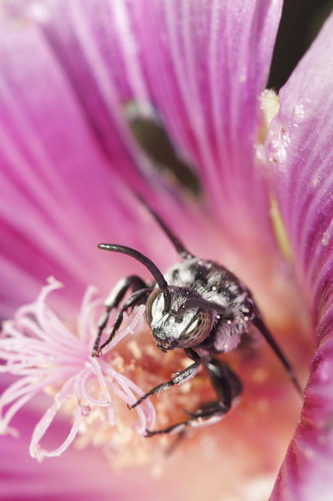 Bee (Apocrita) on hibiscus flower, North West Bulgaria, EuropeOrder Hymenoptera;Family Apidae