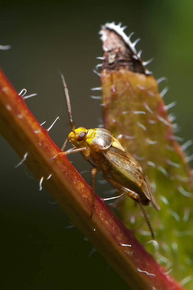 Capsid (Plant bug) (Mirid bug) (Miridae), North West Bulgaria, EuropeOrder Coleoptera