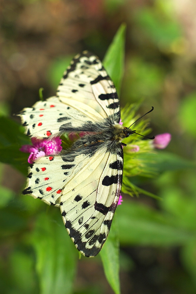 Eastern festoon (Zerynthia cerisy);North West Bulgaria;Europe