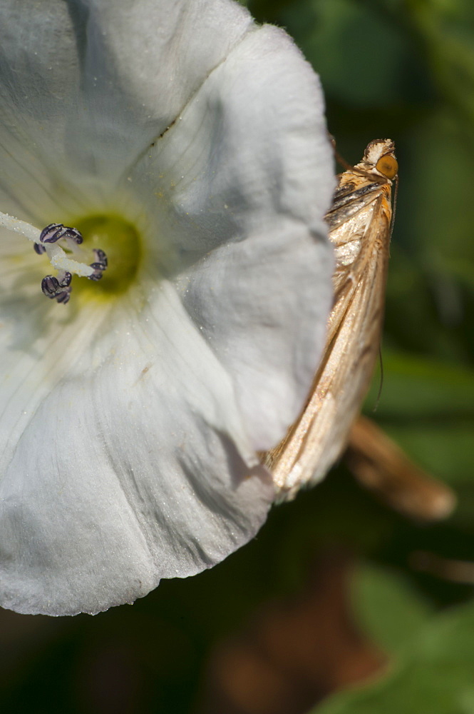 Moth (Heterocera), North West Bulgaria, Europe