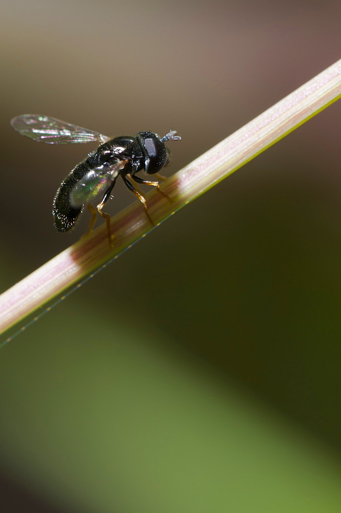 Hoverfly (Syrphidae), North West Bulgaria, EuropeOrder Diptera (true flies);Sub-order Cyclorrhapha