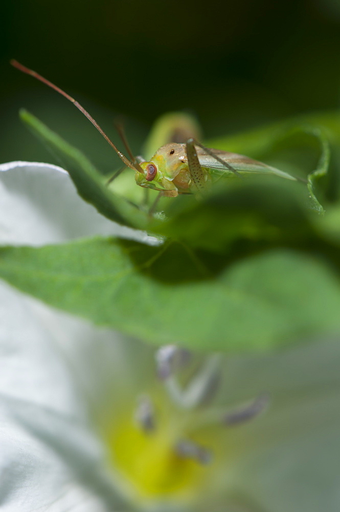 Capsid (Plant bug) (Mirid bug) (Miridae), North West Bulgaria, EuropeOrder Coleoptera