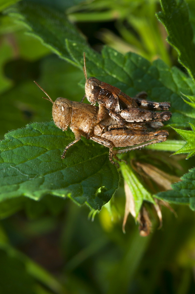 Grasshoppers or crickets mating (Orthoptera) (Ensifera), North West Bulgaria, Europe