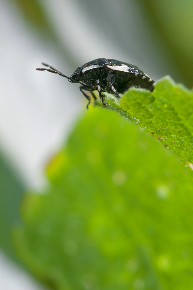 Beetle, North West Bulgaria, EuropeOrder Coleoptera