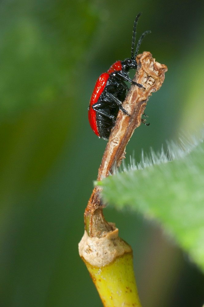 Scarlet lily beetle (Lilioceris lilii), North West Bulgaria, Europe