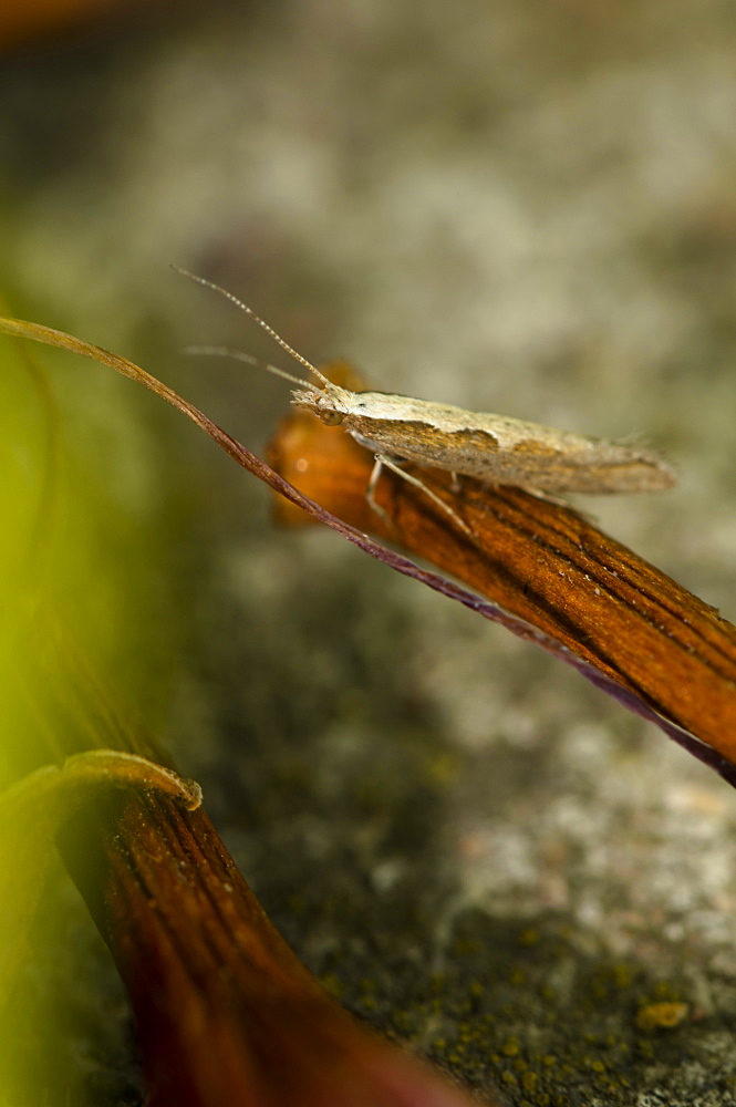 Diamond back moth (Plutella xylostella) (Yponomeutidae) (Plutellinae), North West Bulgaria, Europe