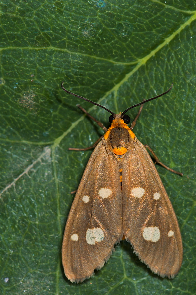 Dysauxes famula, Syntominae, North West Bulgaria, EuropeFamily Arctiidae