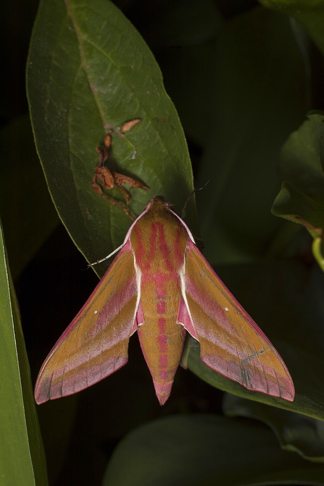 Elephant hawk-moth (Deilephila elpenor), North West Bulgaria, EuropeFamily Sphingidae;Sub family Macroglossinae;Tribe Macroglossini;Sub tribe Choerocampina