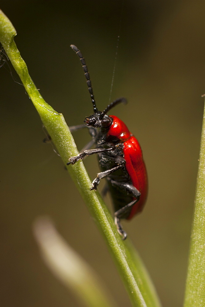 Scarlet lily beetle (Lilioceris lilii), North West Bulgaria, Europe