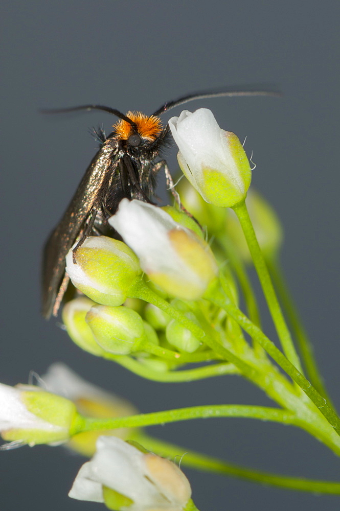 Moth, Heterocera, North West Bulgaria, Bulgaria, Europe