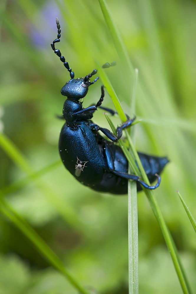 Violet oil beetle (Meloe violaceus), Luxembourg, Europe