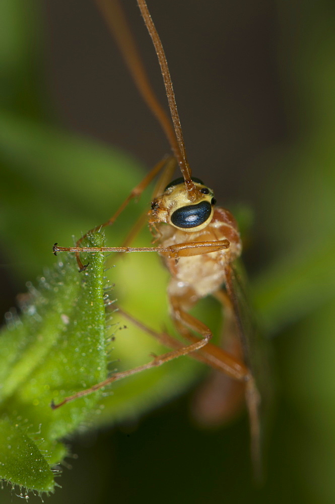 Orange Caterpillar Parasite Wasp (Netelia producta), North West Bulgaria, Bulgaria, Europe