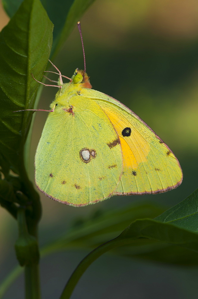 Clouded yellow (Colias crocea) (Colias croceus) (Pieridae), Bulgaria, Europe