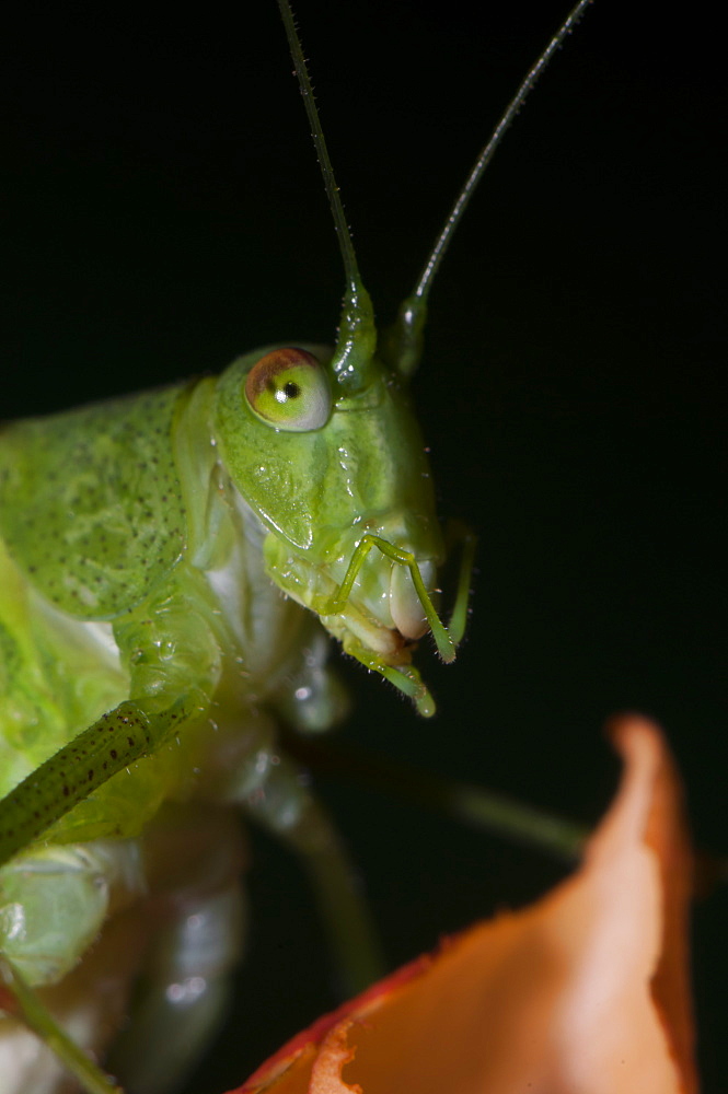 Great green bush-cricket (Tettigonia viridissima), Bulgaria, Europe