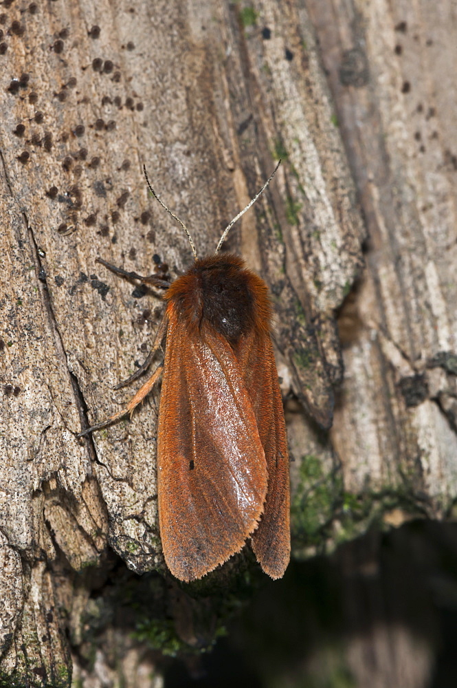 Ruby tiger (Phragmatobia fuliginosa) (Arctiidae), Bulgaria, Europe