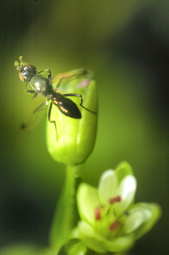 Black Scavenger Fly (Sepsidae);North West Bulgaria;Europe