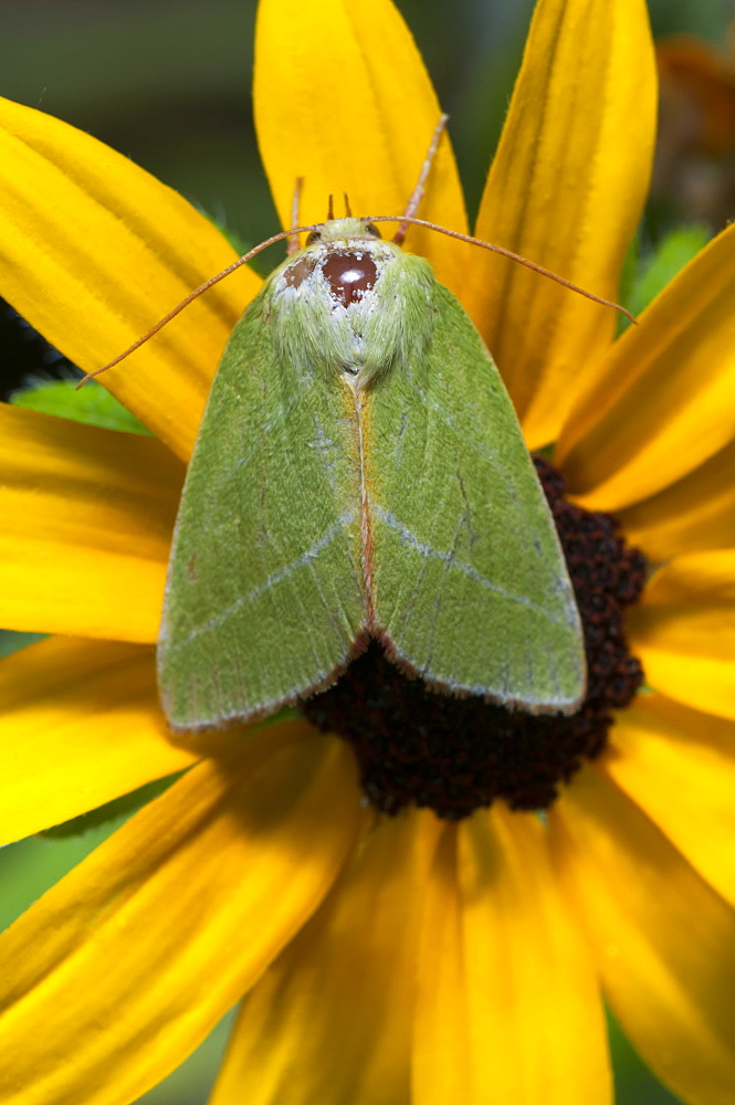 Scarce silver-lines (Bena bicolorana) (Noctuidae), Bulgaria, Europe