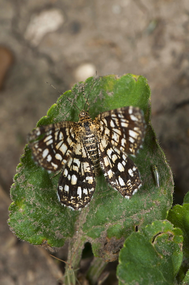 Latticed heath (Chiasmia clathrata), Bulgaria, Europe