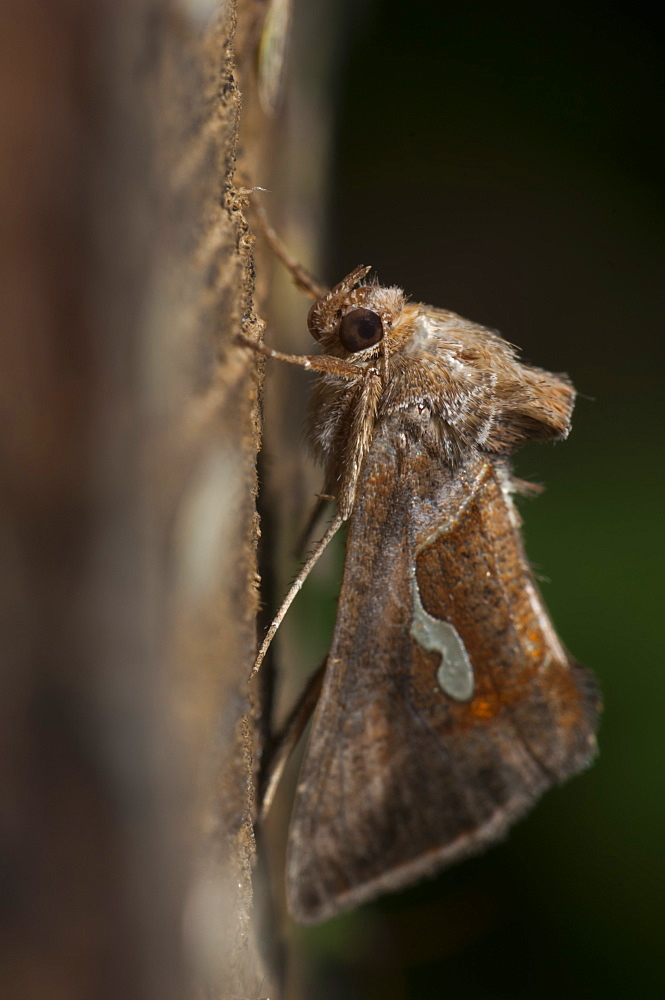 Dewick's plusia (Macdunnoghia confusa) (Noctuidae), Bulgaria, Europe