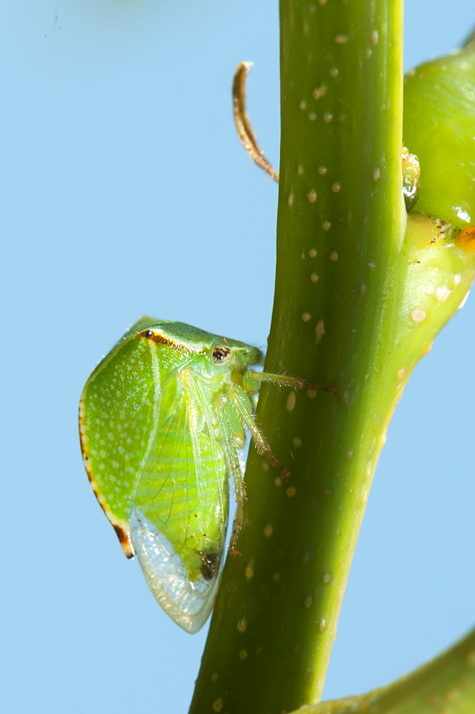 Buffalo tree-hopper (Ceresa bubalus), Bulgaria, Europe