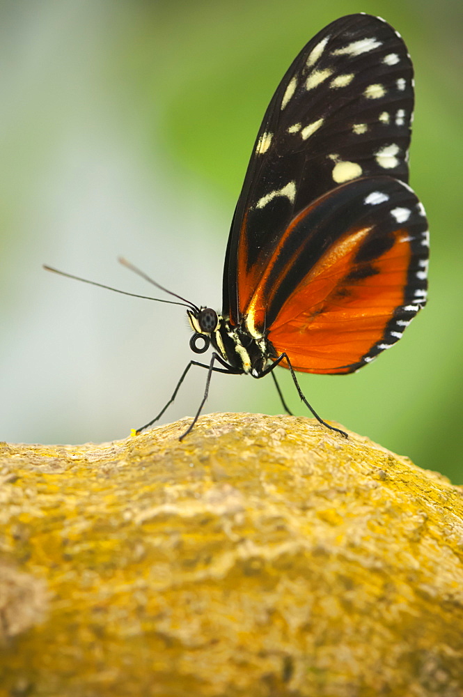 Tiger longwing (golden helicon) (Heliconius hecale), Grevenmacher Butterfly Garden, Luxembourg, Europe