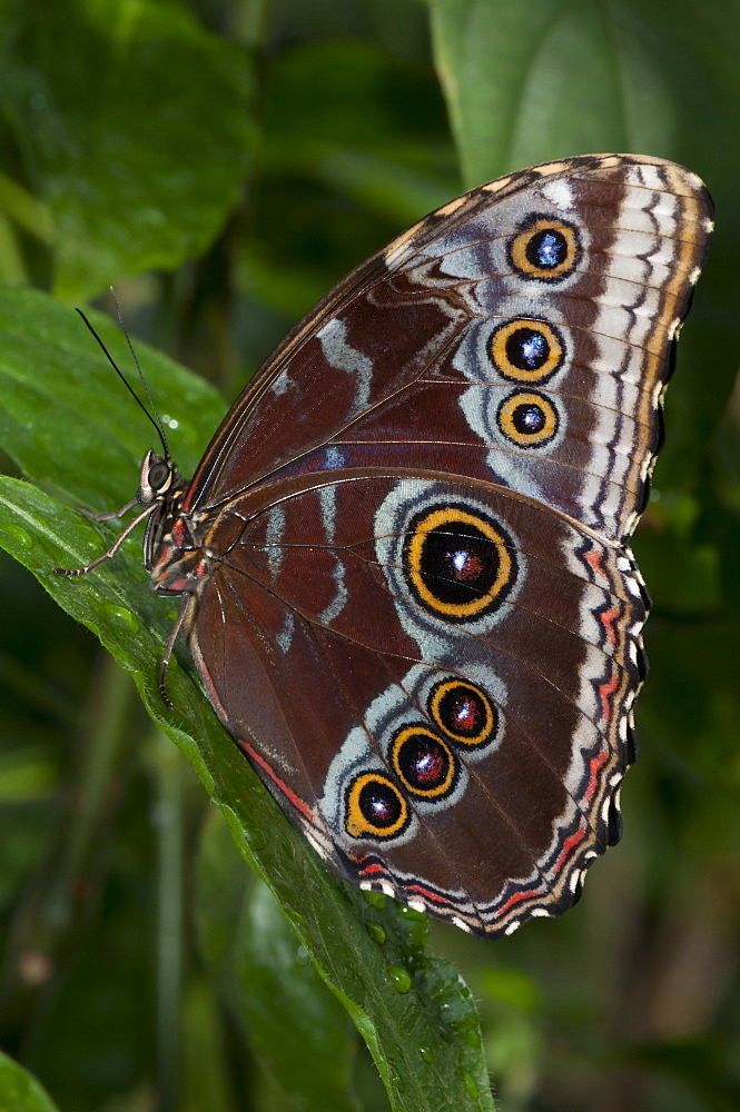 Peleides blue morpho (common morpho) (Morpho peleides), Grevenmacher Butterfly Garden, Luxembourg, Europe