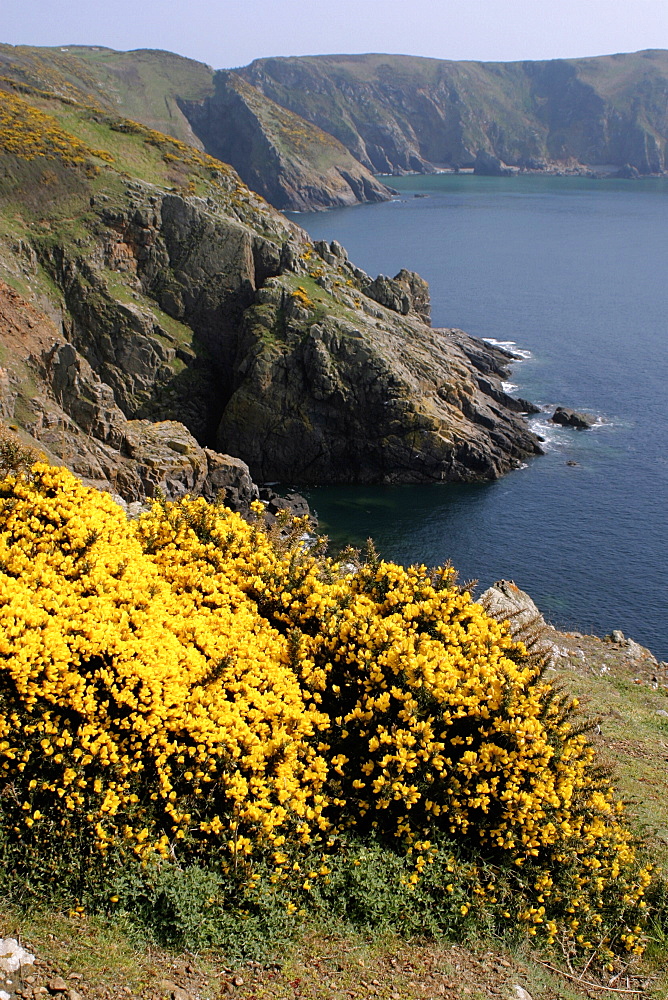 Gorse in Sark, UK   (RR)