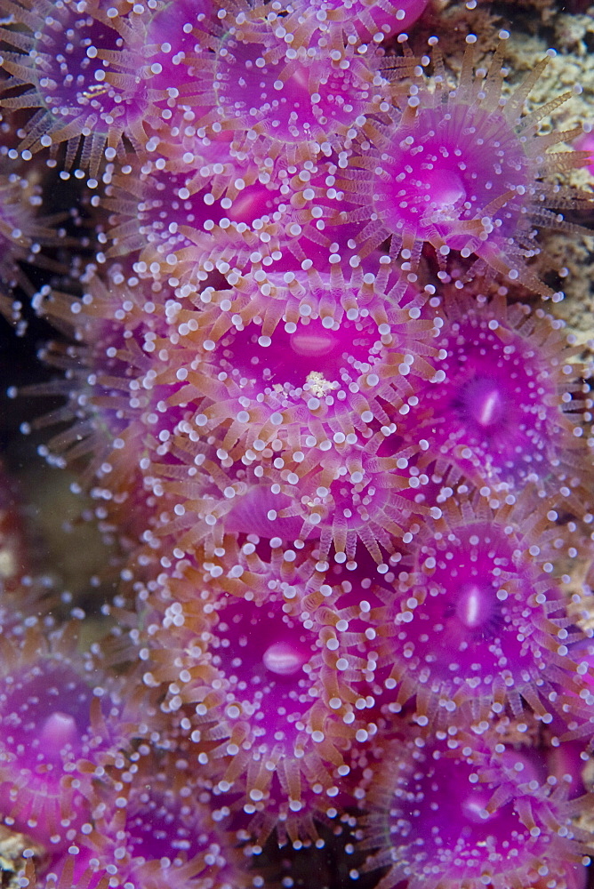 Jewel Anemone  Corynactis viridis