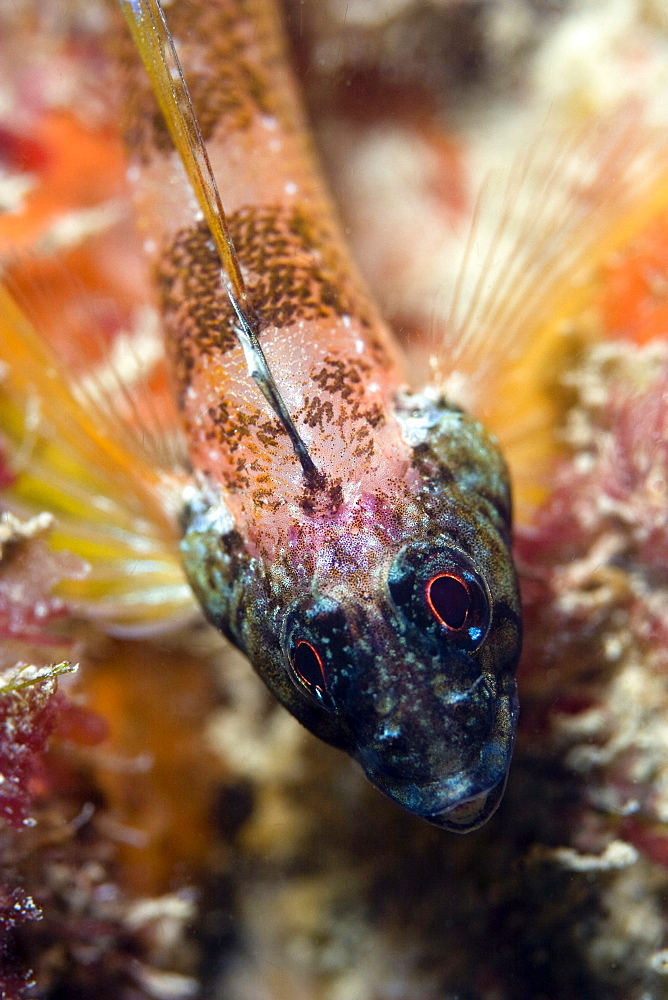 Black-Face Blenny Tripterygion delaisi (male)