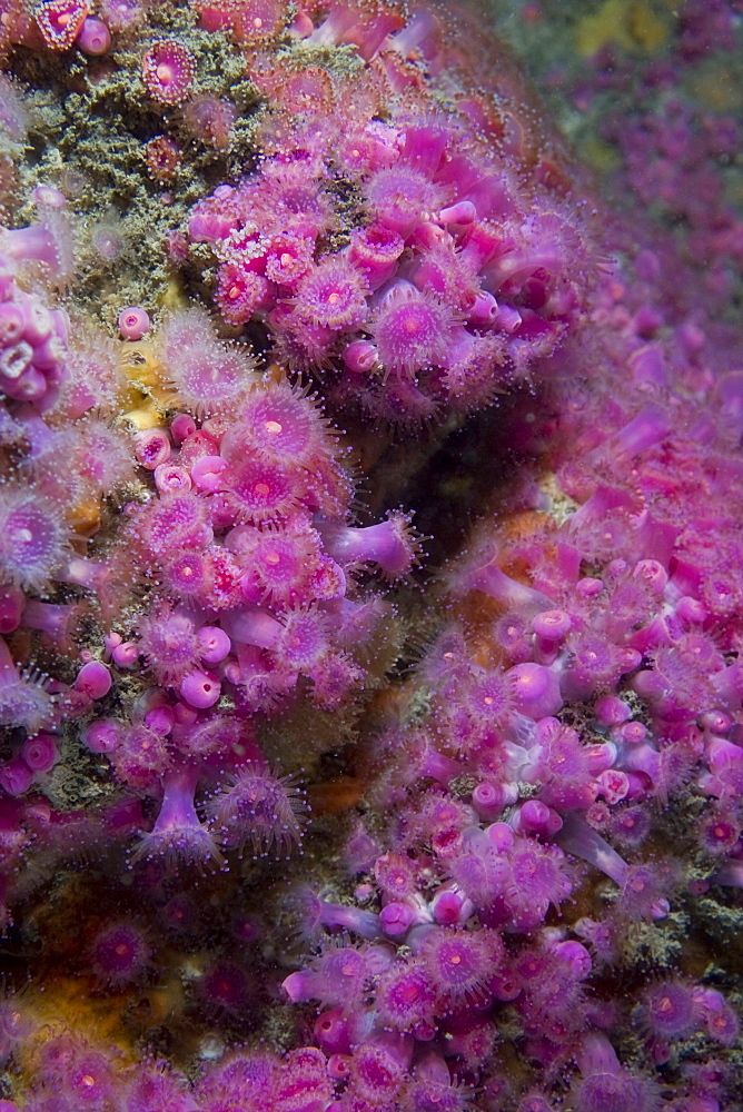 Jewel Anemone  Corynactis viridis