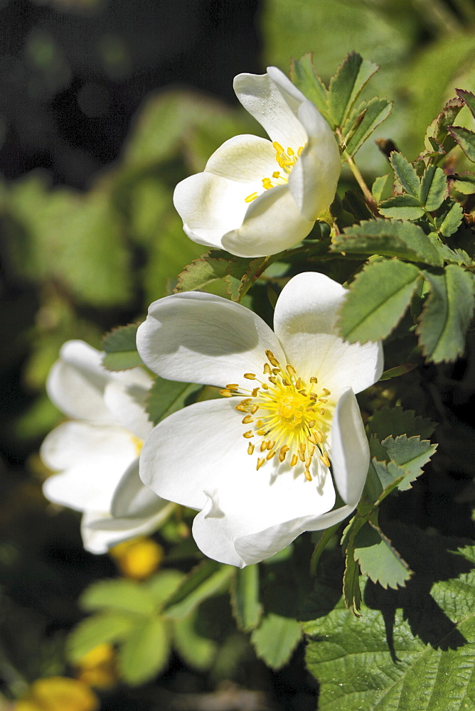 Burnet Rose (Rosa pimpinellifolia). Jersey, British Channel Islands, UK